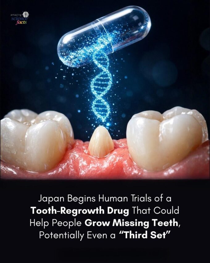 Ujian Perubatan Eksperimental untuk Regenerasi Gigi oleh Pasukan Penyelidik Jepun