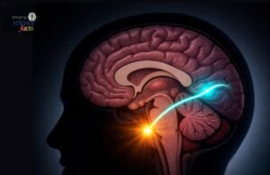 Penemuan Terkini dalam Neurosains: Impak Tin terhadap Fungsi Otak Manusia