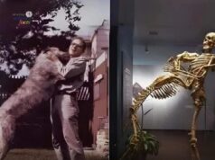 Pengaruh Grover Krantz dalam Antropologi Fizikal dan Kajian Manusia