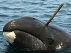 Perhatian Dunia: Paus Bowhead Alaska dan Tradisi Perburuan Subsisten Inupiat