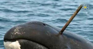 Perhatian Dunia: Paus Bowhead Alaska dan Tradisi Perburuan Subsisten Inupiat