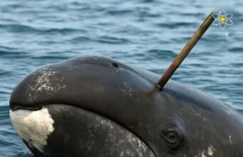 Perhatian Dunia: Paus Bowhead Alaska dan Tradisi Perburuan Subsisten Inupiat