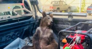 Penemuan Beruang Coklat Muda di Turki Barat Laut: Usaha Penyelamatan yang Menyentuh Hati