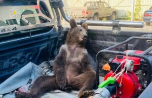 Penemuan Beruang Coklat Muda di Turki Barat Laut: Usaha Penyelamatan yang Menyentuh Hati