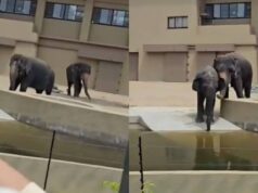 Netizen tersentuh melihat gelagat Kelat, Dara, dan Amoi yang seolah-olah memahami ketika dipanggil oleh pelancong Malaysia. Perasaan sedih mencuat, terutamanya bila terfikirkan tentang kerinduan mereka terhadap penjaga asal. Reaksi tersebut membawa kita merenung kembali saat-saat indah dan ikatan yang terjalin di antara mereka, menunjukkan bahwa binatang juga mempunyai hubungan emosional yang mendalam dengan manusia.