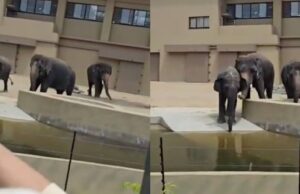 Netizen tersentuh melihat gelagat Kelat, Dara, dan Amoi yang seolah-olah memahami ketika dipanggil oleh pelancong Malaysia. Perasaan sedih mencuat, terutamanya bila terfikirkan tentang kerinduan mereka terhadap penjaga asal. Reaksi tersebut membawa kita merenung kembali saat-saat indah dan ikatan yang terjalin di antara mereka, menunjukkan bahwa binatang juga mempunyai hubungan emosional yang mendalam dengan manusia.