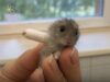 Hamster Comel Ini Mengenakan ‘Cast’ Terkecil di Dunia Selepas Cedera Kaki!