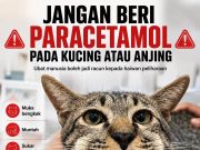 Kucing Nampak Lemah, Pemilik Beri Paracetamol Dewasa Akibatnya Terjadi Bengkak Pada Muka Kucing
