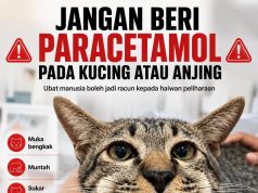 Kucing Nampak Lemah, Pemilik Beri Paracetamol Dewasa Akibatnya Terjadi Bengkak Pada Muka Kucing