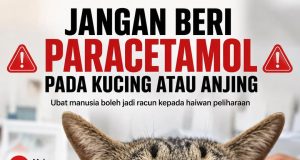 Kucing Nampak Lemah, Pemilik Beri Paracetamol Dewasa Akibatnya Terjadi Bengkak Pada Muka Kucing