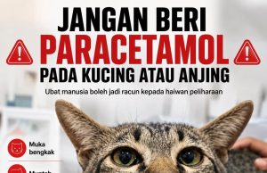 Kucing Nampak Lemah, Pemilik Beri Paracetamol Dewasa Akibatnya Terjadi Bengkak Pada Muka Kucing