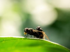 AS dan Mexico laksanakan kilang untuk ternak lalat steril bagi atasi wabak screwworm