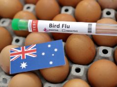 Australia sahkan kes kedua selesema burung H5N1 dalam tempoh tiga hari, berjanji untuk hentikan penyebaran