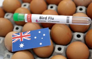 Australia sahkan kes kedua selesema burung H5N1 dalam tempoh tiga hari, berjanji untuk hentikan penyebaran