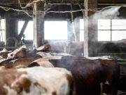 Gelombang Panas Eropah: Impak Terhadap Pertumbuhan dan Bekalan Makanan