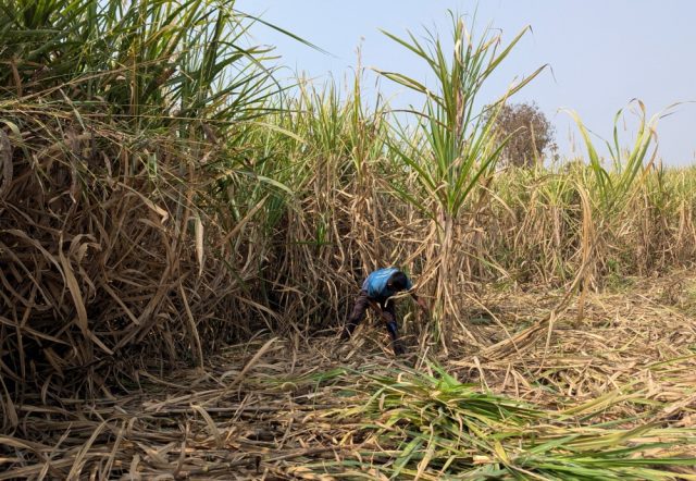 India-Mungkin-Perlu-Import-Gula-Berikutan-El-Nino-dan-Permintaan.JPG
