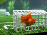 Kanak-kanak Sekolah Laungkan Nama Swimbappe Ketika Ikan Mas Juga Ceria Dalam Suasana Piala Dunia