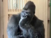 Kiyomasa, Gorilla Popular di Zoo Jepun, Tular selepas Insiden dengan Rakan (VIDEO)