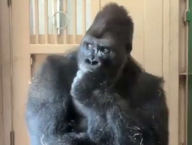 Kiyomasa-Gorilla-Popular-di-Zoo-Jepun-Tular-selepas-Insiden-dengan.jpg