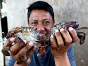 Peluang RM700 dan Video YouTube Bantu Penduduk Sandakan Jalankan Perniagaan Ketam Lembut