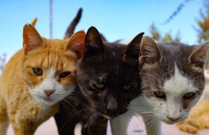 Perdagangan Daging Kucing Berkembang di Indochina, Dipacu Kepercayaan Karut