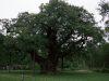 Pokok Tua Terkenal di Britain dan Tempat Legenda Robin Hood Mungkin Telah Mati