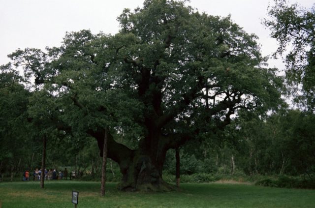 Pokok-Tua-Terkenal-di-Britain-dan-Tempat-Legenda-Robin-Hood.jpg
