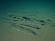 Sub China temui kawasan perkuburan ikan paus terbesar di dunia
