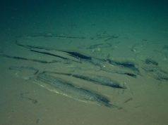 Sub China temui kawasan perkuburan ikan paus terbesar di dunia