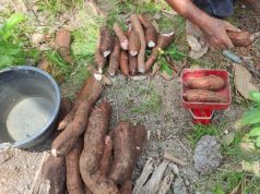 Ubi Kayu Dibaharui: Hasil Kebun Jadi Produk Makanan Sihat Masa Depan