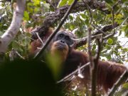 Usaha Selamatkan Orang Utan Tapanuli Selepas Bencana Pupuskan 7% Populasi