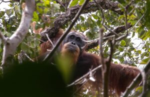 Usaha Selamatkan Orang Utan Tapanuli Selepas Bencana Pupuskan 7% Populasi