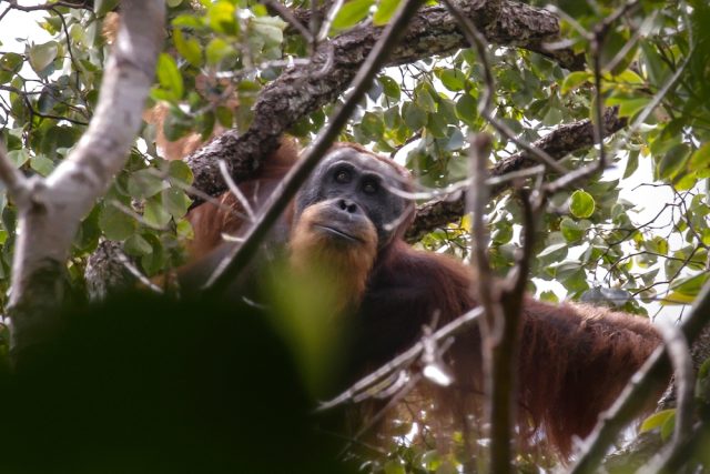 Usaha-Selamatkan-Orang-Utan-Tapanuli-Selepas-Bencana-Pupuskan-7-Populasi.jpg