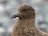 Virus burung H5 melanda Australia, penularan kini global di semua benua