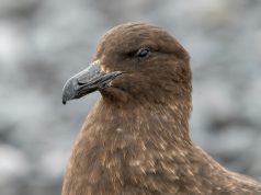 Virus burung H5 melanda Australia, penularan kini global di semua benua
