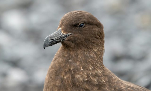 Virus-burung-H5-melanda-Australia-penularan-kini-global-di-semua.jpg