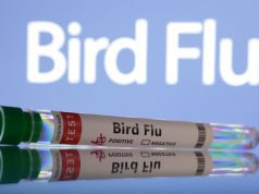 Wabak selesema burung H5N1 menjangkiti negeri kedua di Australia; PNG larang import ayam
