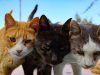 Wanita didakwa kelaparan 41 kucing di pangsapuri Subang Jaya, dibenar jamin RM10,000