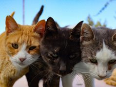 Wanita didakwa kelaparan 41 kucing di pangsapuri Subang Jaya, dibenar jamin RM10,000