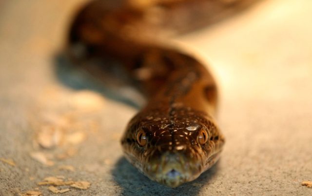 Crocodile-atau-ular-sawa-dalam-kawasan-anda-Ini-nombor-yang.JPG