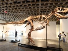 Fosil T. rex dilelong, dijangka capai $30 million
