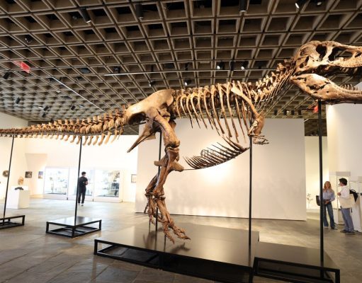 Fosil T. rex dilelong, dijangka capai $30 million