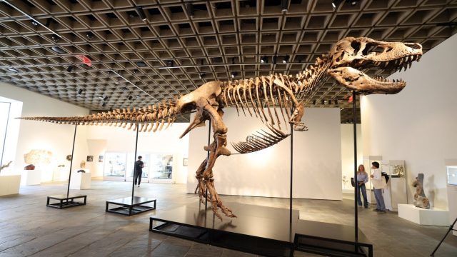 Fosil-T-rex-dilelong-dijangka-capai-30-million.com2F982F932Fe7ff880f49cea11246eb142fe35e2Fgettyim.jpeg