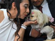 Haiwan peliharaan jadi saksi di majlis perkahwinan Ecuador