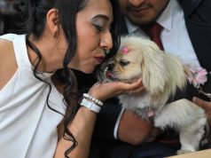 Haiwan peliharaan jadi saksi di majlis perkahwinan Ecuador