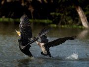 Kembalinya kormoran di Eropah cetus konflik antara pemuliharaan alam dan nelayan