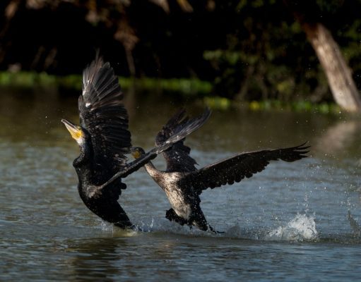 Kembalinya kormoran di Eropah cetus konflik antara pemuliharaan alam dan nelayan