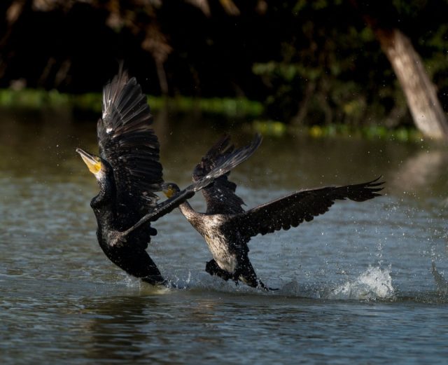 Kembalinya-kormoran-di-Eropah-cetus-konflik-antara-pemuliharaan-alam-dan.jpg