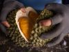 Malaysia Rancang Eksport Durian Darat ke China Melalui Thailand, Kata Mat Sabu