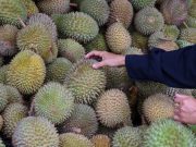 PM Anwar janjikan perbincangan dengan China untuk bantu petani durian di Johor
